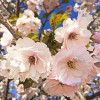 軽井沢の八重桜