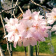 サムネイル-小石川後楽園桜