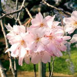 小石川後楽園にてお花見☆桜の写真♪